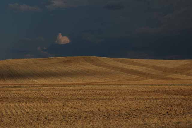 a wheat field